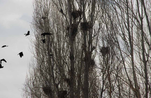 Erzurum'un köyünde uykular kaçtı kargalar istila etti! Tarlalara dadandılar son çare...