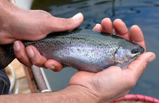 54 ülkeye ihracat yapılan tesiste toplu balık ölümleri! Üretim 7 milyon ton azalacak