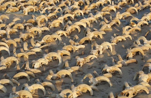 Mısır'ın güneyindeki Firavun 2. Ramses Tapınağı'nda 2 bin mumyalanmış koç başı bulundu