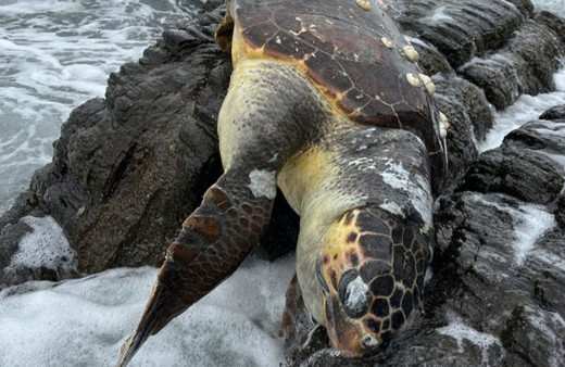 Balıkesir Erdek'te kıyıya Caretta Caretta vurdu