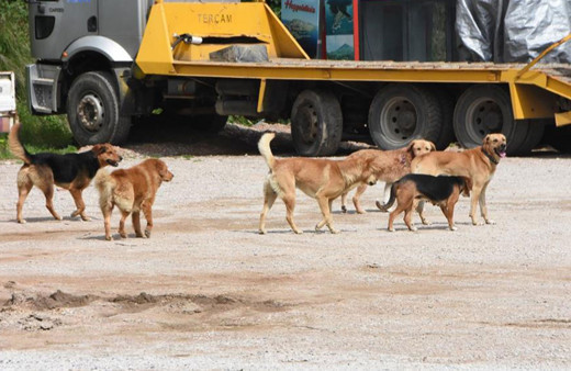Sinop'ta İnsanlara Saldıran Sahipsiz Köpekler Toplandı