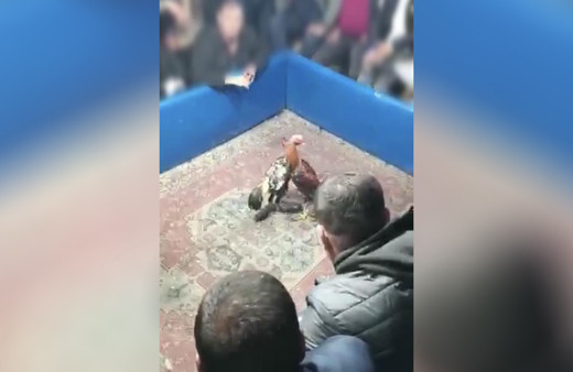 Hayvanları koruma derneğinde horoz dövüşü! Polis basınca neye uğradıklarını şaşırdılar