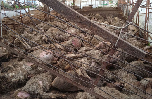 Antalya'da ağıla kurt girdi: 243 küçükbaş hayvan telef oldu