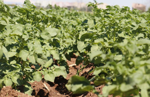 Patates, bu sene üreticinin yüzünü güldürecek