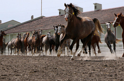 Bu atların hepsi şampiyon adayı