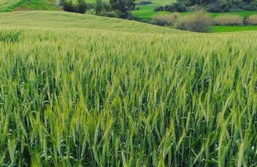 Antalya Serik'te  50 bin ton buğday ve arpa rekoltesi bekleniyor