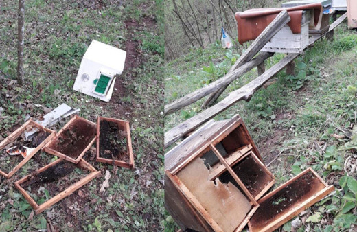 Bartın'da kış uykusundan kalkan ayılar arı kovanlarını parçaladı