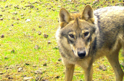 Manisa'nın dağ ve ormanlarından belgesel gibi görüntüler