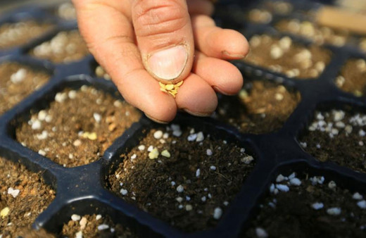 18 milyon ata tohumu dağıtıldı