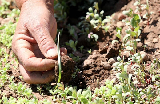 Deprem bölgesindeki sertifikalı tohum destekleri yüzde 100 artırıldı