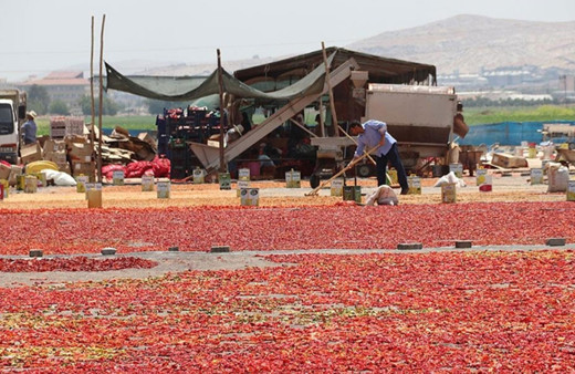 Şanlıurfa'da üretim azalınca isotun fiyatı iki katına çıktı