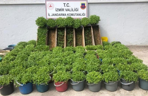 Kiraz'da saksılara ve arı kovanlarına kenevir eken kişi yakalandı