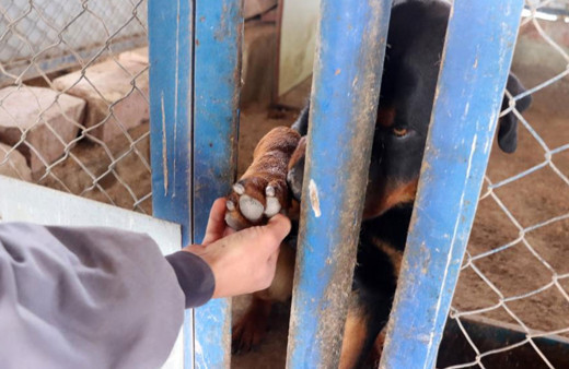 Kayseri'de depremzede köpekler rehabilite ediliyor