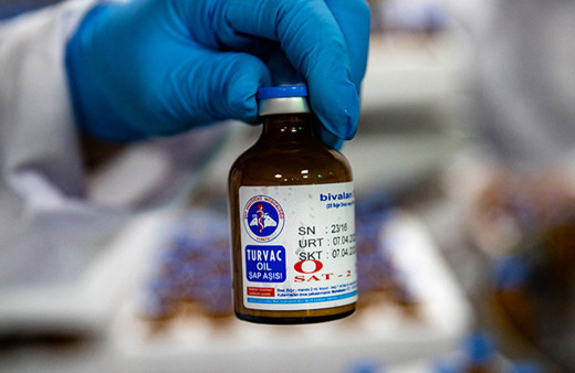 Yeni tip şap aşısı uygulanan hayvan sayısı bugün 4,5 milyona ulaşacak