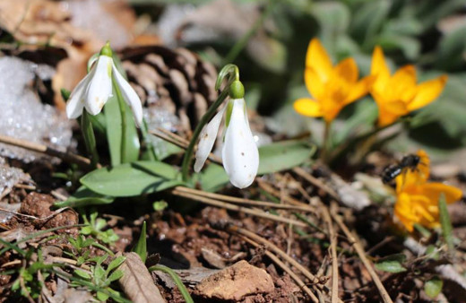 Türkiye'den Avrupa'ya kaçıracaklardı! İki Slovakyalıya 488 bin TL para cezası kesildi