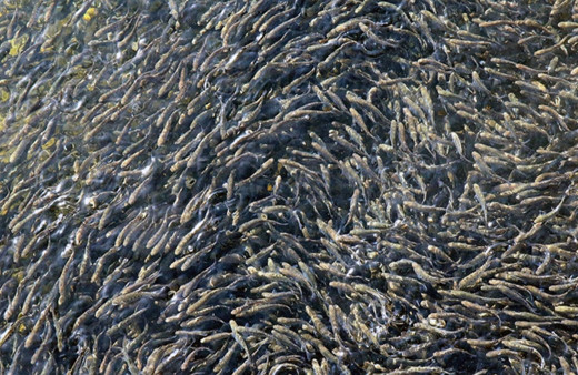 Cumhuriyetin 100. yılında 100 milyon yavru balık kaynaklara bırakılacak