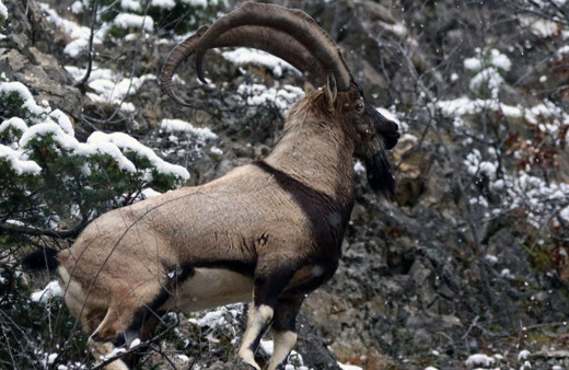 Erzincan'da dağ keçisi avlayan avcıya 255 bin 211 TL ceza kesildi