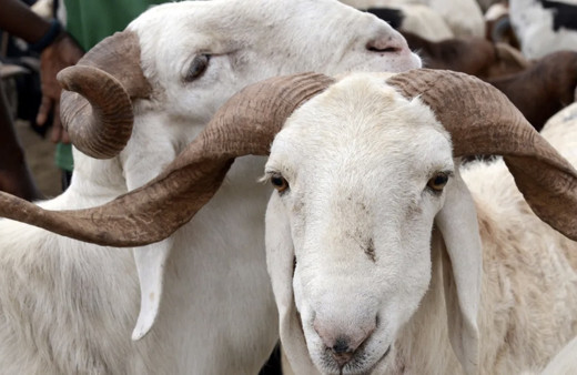 Kurban Bayramı'na kaç gün kaldı 2023,  ne zaman?