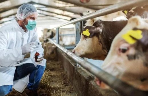 Solunum ve temas yoluyla insanlara bulaşıyor. Şap hastalığına dikkat!