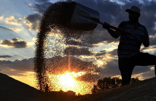 Rusya'ya hububat ve bakliyat ihracatı Mart'ta yüzde 586 arttı