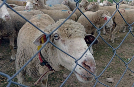 Hayvan pazarlarının kapalı olması üreticiyi düşündürüyor