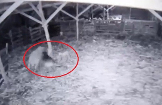 Kurt ahıra girdi koyunlara böyle saldırdı kuzuyu alıp kaçma anları güvenlik kamerasında