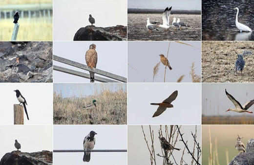 Ağrı Dağı'nın kuzeyinde büyük zenginlik. Tespit edilen kuş türü 200'e ulaştı