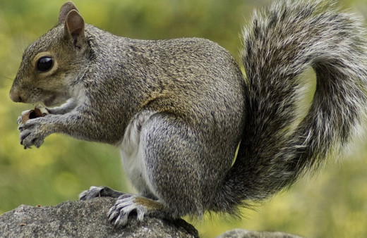 Bolu'da sincap tüccarları jandarmaya yakalandı