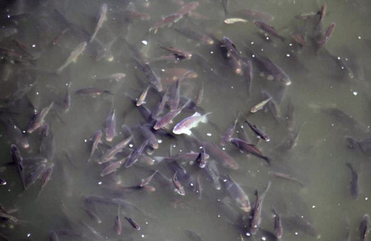 Beyşehir gölünde balık bereketi. 10 binlerce yavru balık var