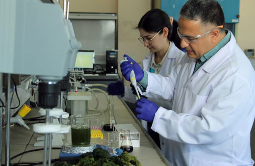 İzmir'de deniz marulundan hidrojen üretildi