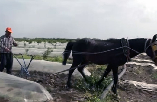 Adana'da tarlalar kara sabanla sürüldü