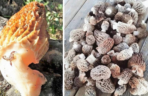 Kuzugöbeğinin kilosu 700 liradan satılıyor