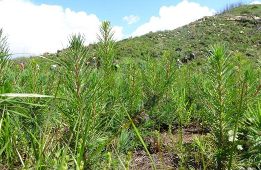 Manavgat'ta yanan ormanlar yeniden filizleniyor