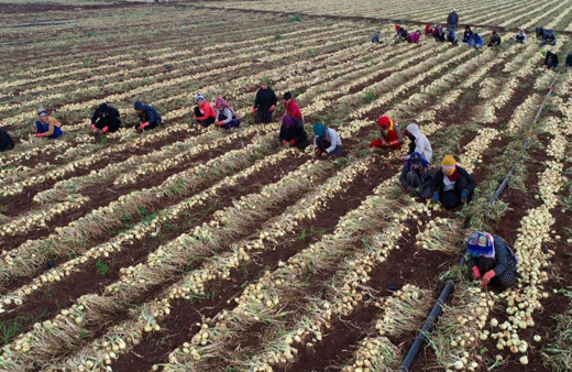 Müjde! Soğanda yoğun hasat başlıyor, fiyatlar düşecek