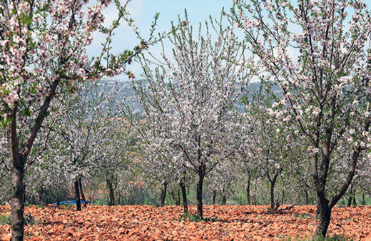 Adıyaman'da çiçek açan badem ağaçları çiftçilerin umudu oldu