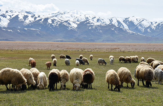 Şemdinli'de ilkbahar sevinci. Besiciler hayvanlarını meralara çıkarıyor