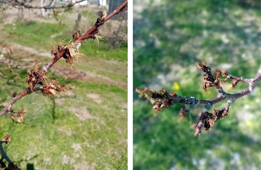 Elazığ'da kayısıları don vurdu, üretici zor durumda