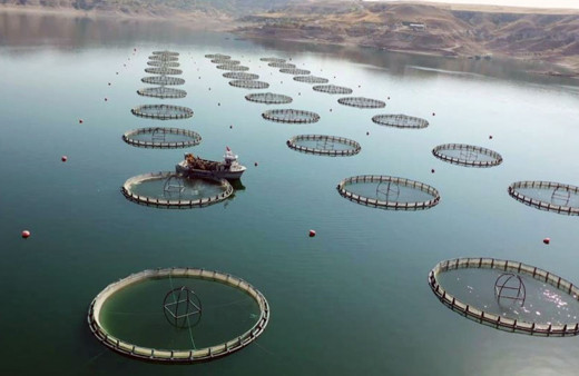 Su ürünleri ihracatından 1,7 milyar dolar gelir elde edildi