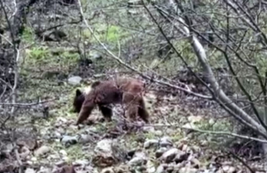 Munzur Vadisi'nde yeşeren otlarla beslenen bozayı kamerada