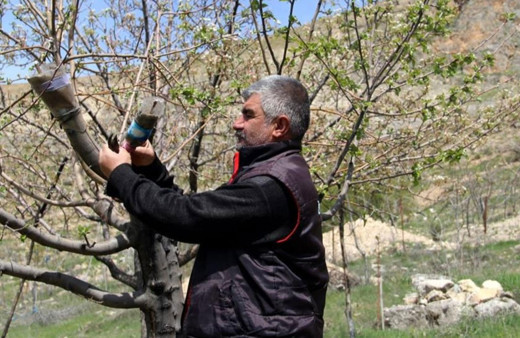 Tunceli'de 36 yıldır dağlardaki verimsiz ağaçları aşılıyor