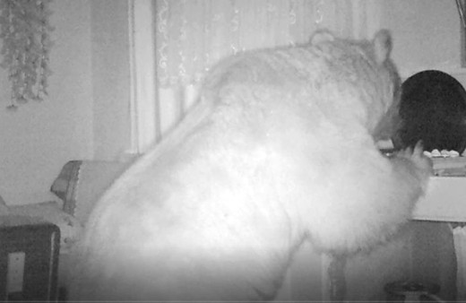 Dev ayı ve arkadaşı tilki yaylada girilmedik ev bırakmadı