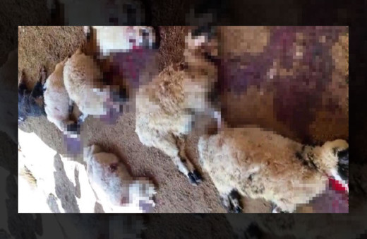 Diyarbakır'da ağıla giren köpek sürüsü yaklaşık 40 koyunu telef etti