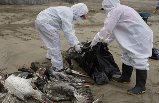Dünyada panik yaratan haber: Kuş gribi mutasyona uğradı! Daha ölümcül ve bulaşıcı...