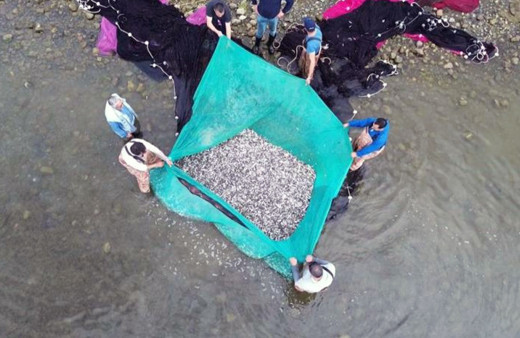 İznik Gölü'nde gümüş balığı bereketi