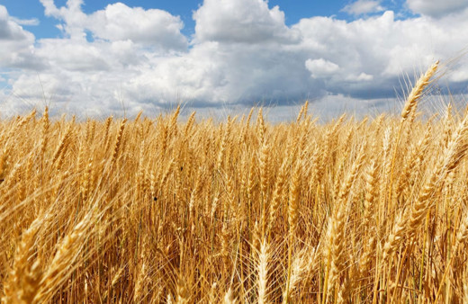 Bulgaristan, Ukrayna'dan tahıl ithalatını yasakladı