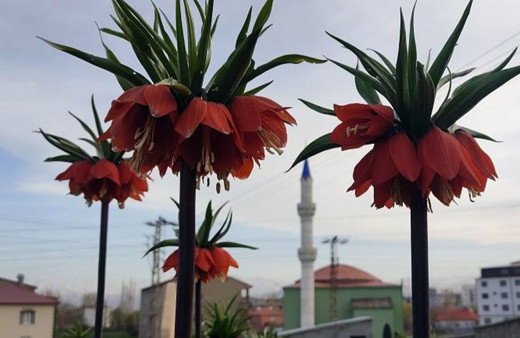 Hakkari'de sadece bir aylık ömürleri olan ters laleler çiçek açtı