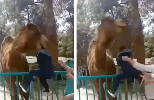 Denizli'de çocuğu deve ısırdı! Az daha canından olacaktı!