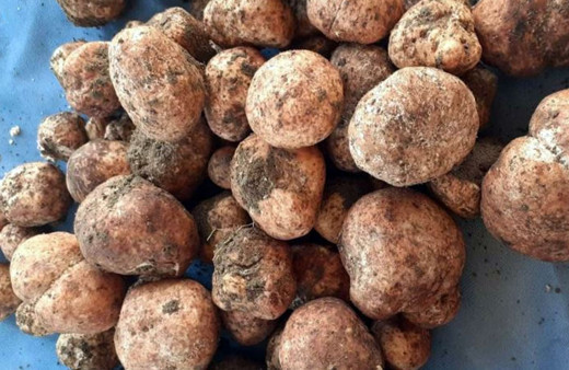 Kırşehir'de kilosu 500 lirayı bulan 'Keme' çıktı