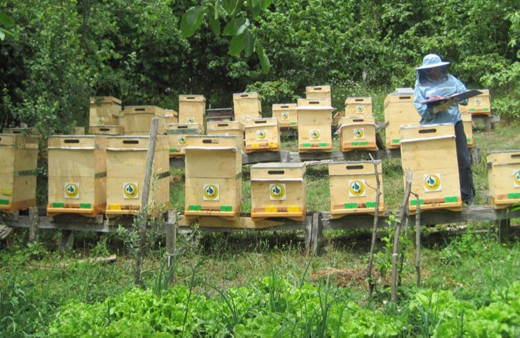 Bal ormanı sayısının iki yıl içerisinde 844’e çıkarılması planlanıyor