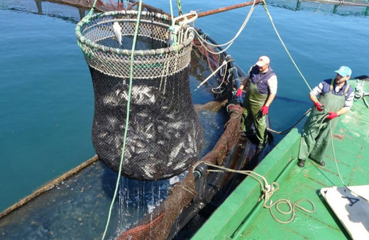 Ordu'da yetiştirilen Türk somonu, Rusya, Japonya ve AB ülkelerine ihraç ediliyor